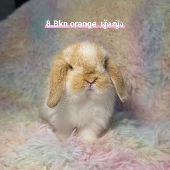 กระต่าย Holland Lop รูปที่ 8
