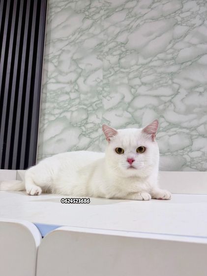 พ่อพันธุ์ขาสั้น รูปที่ 2
