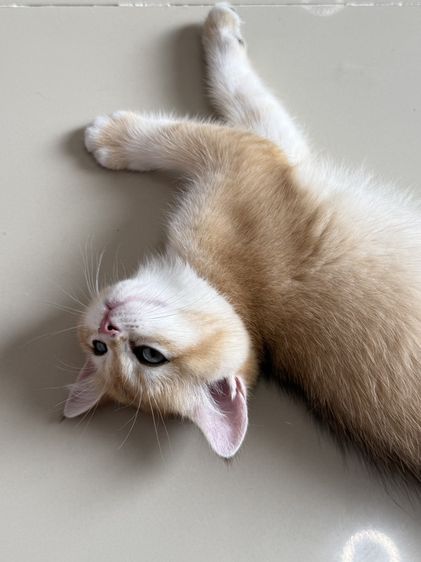British Shorthair รูปที่ 11