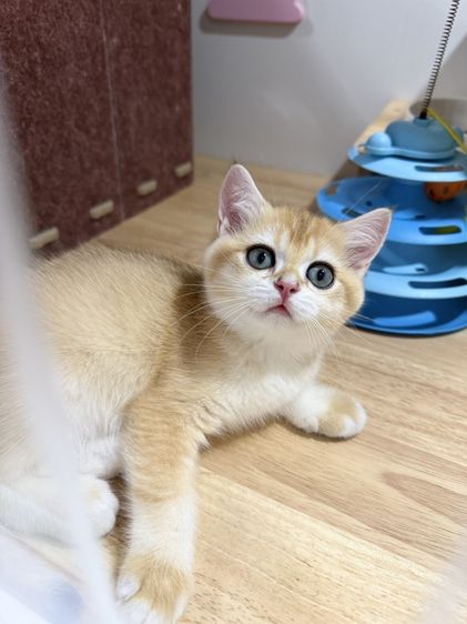 British Shorthair รูปที่ 2