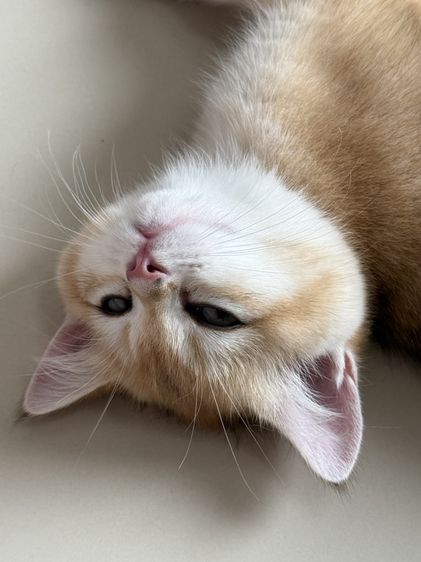 British Shorthair รูปที่ 8