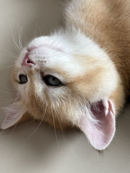 British Shorthair รูปที่ 10