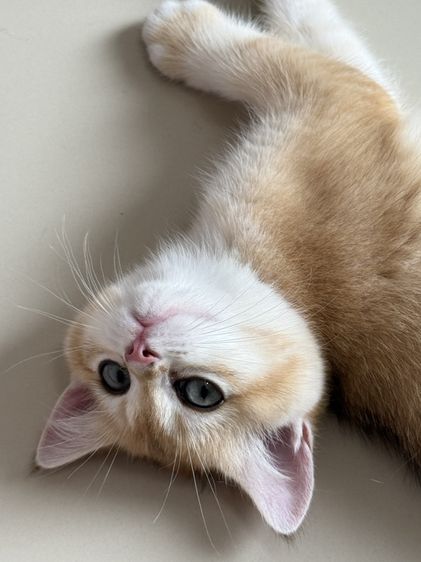 British Shorthair รูปที่ 9