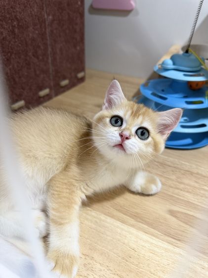 บริติช ชอร์ตแฮร์ (British Shorthair) British Shorthair