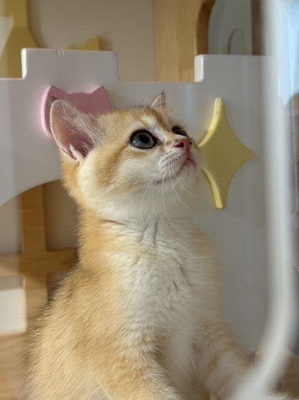British Shorthair รูปที่ 6