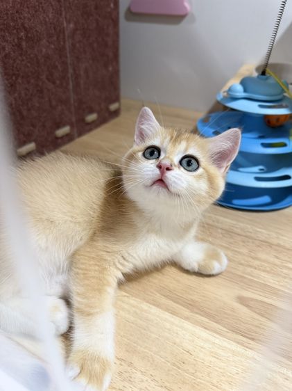 British Shorthair รูปที่ 3