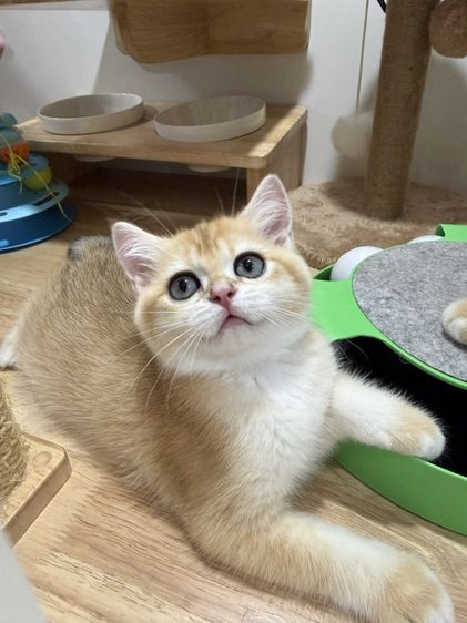 British Shorthair รูปที่ 4