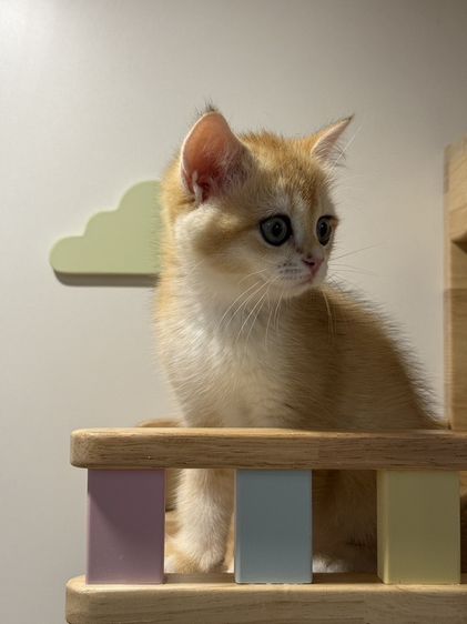 British Shorthair รูปที่ 5