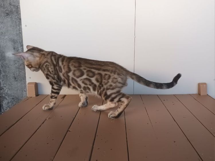 เบงกอล (Bengal House Cat) แมวเบงกอลเพศผู้