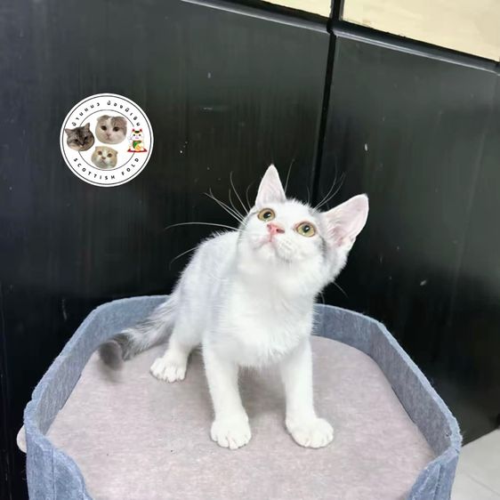 ด่วนน Scottish fold แก๊งชายล้วน👦🏻✨ รูปที่ 2