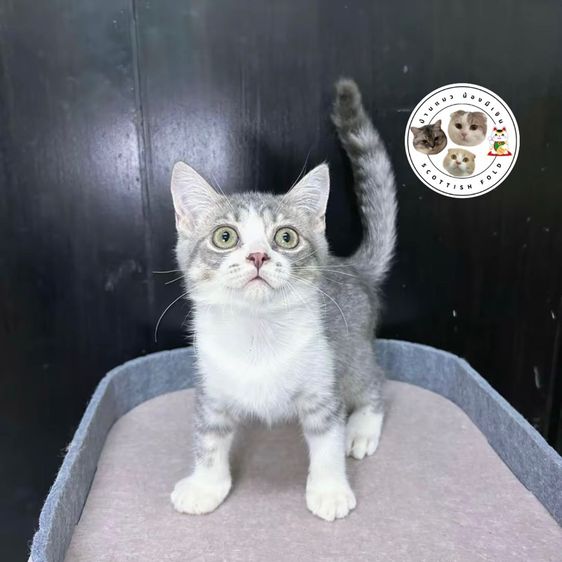 ด่วนน Scottish fold แก๊งชายล้วน👦🏻✨ รูปที่ 4