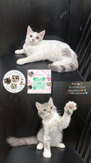 ด่วนน Scottish fold แก๊งชายล้วน👦🏻✨ รูปที่ 6