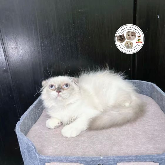 ด่วนน สองสาวบลูพ้อย ตาสีฟ้า Scottish fold👧🏻