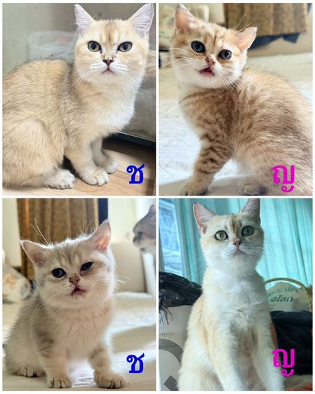 แมวบริติช