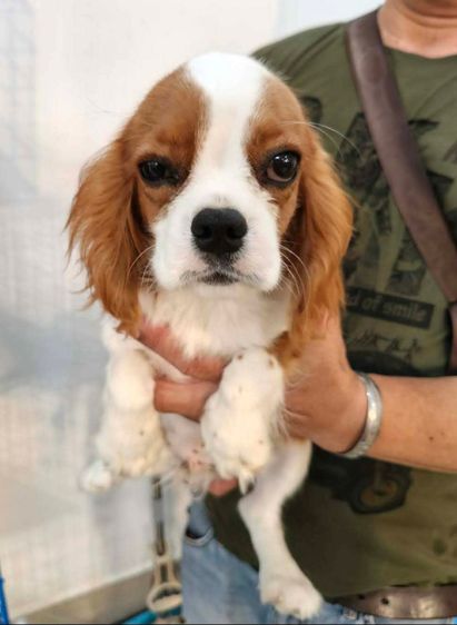 คาวาเลียร์ คิง ชาลส์ สแปเนียล (Cavalier King Charles Spaniel) เล็ก หนุ่ มน้อยคาวาเลียร์ คิง ชาลส์ สแปเนียล 