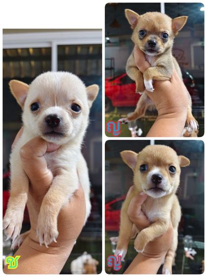 ชิวาวา (Chihuahua) เล็ก ชิวาว่า