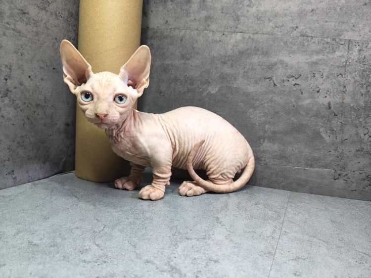 สฟิงซ์ (Sphynx) แมวสฟิงซ์ขาสั้นเพศผู้