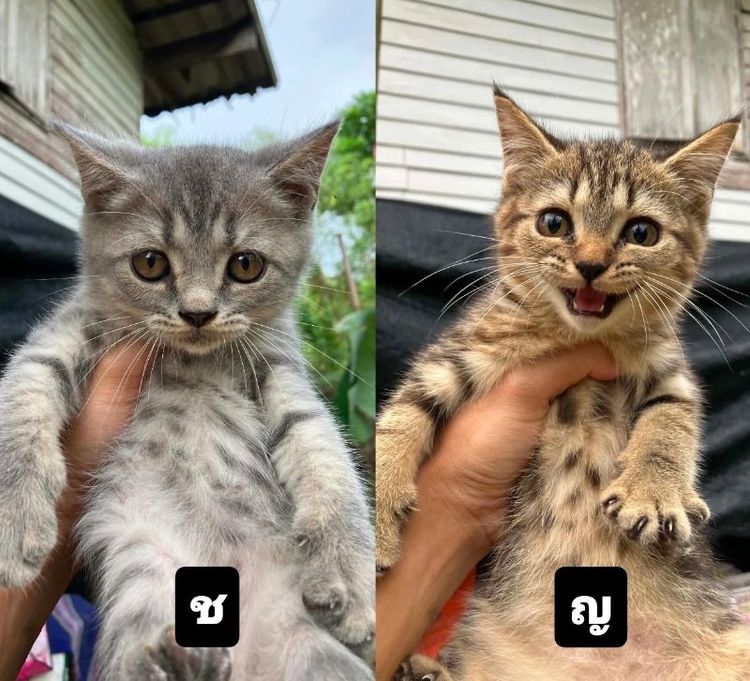 สก็อตติช โฟลด์ (Scottish Fold) ลูกแมว​ แมวส​ก็​อต​ติ​ช​