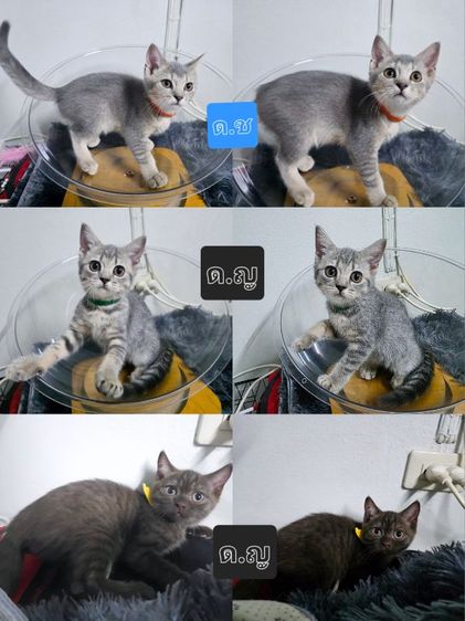 สก็อตติช โฟลด์ (Scottish Fold) แมวสก็อตติช
