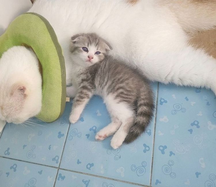 สก็อตติชหูพับเพศผู้ รูปที่ 4