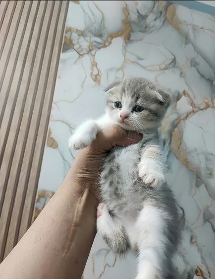 สก็อตติช โฟลด์ (Scottish Fold) สก็อตติชหูพับเพศผู้