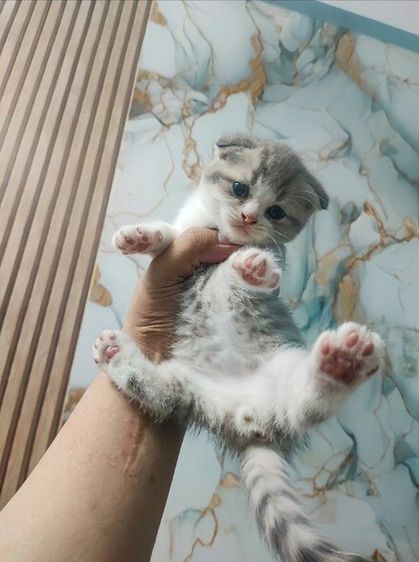 สก็อตติช โฟลด์ (Scottish Fold) สก็อตติชหูพับเพศผู้