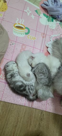 สก็อตติช โฟลด์ (Scottish Fold) สก็อตติช หูพับ