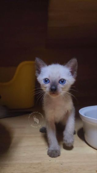 วิเชียรมาศ (Siamese Cat) แมววิเชียรมาศ เพศเมีย