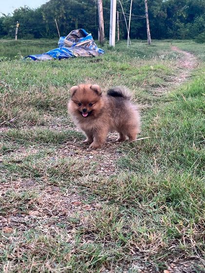 ปอมเมอเรเนียน (Pomeranian) เล็ก ปอมแท้เพศชาย