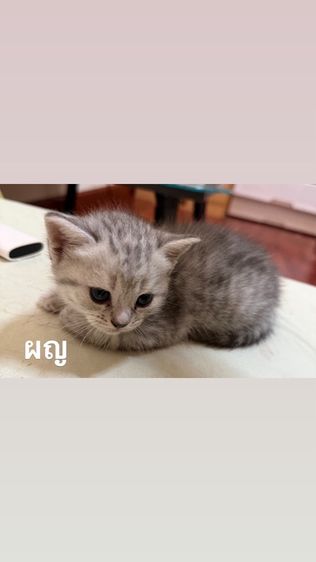 สก็อตติช โฟลด์ (Scottish Fold) แมววสก็อตติช อายุ1เดือน