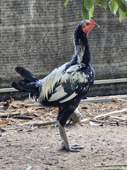 ไก่ชน