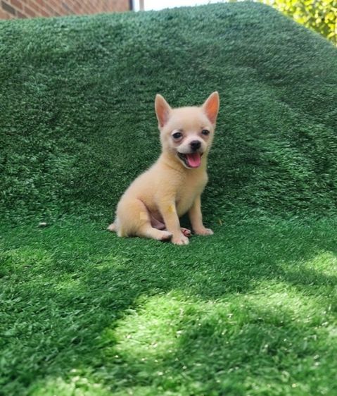 ชิวาวา (Chihuahua) 2000-2500