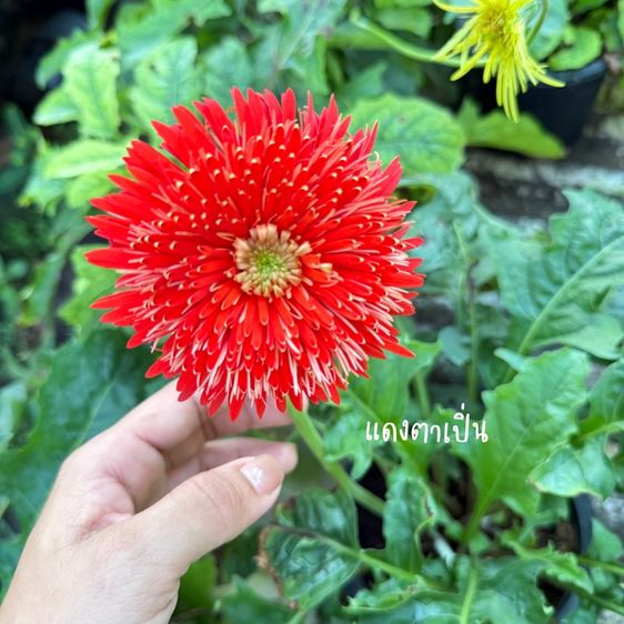 ขาย เยอรีร่าพันธ์ไทย สีแดง ชื่อแดงตาเปิ่นกระถาง 6“ รูปที่ 2