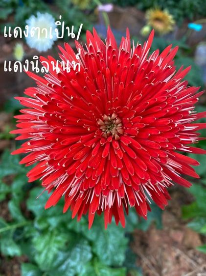 ขาย เยอรีร่าพันธ์ไทย สีแดง ชื่อแดงตาเปิ่นกระถาง 6“