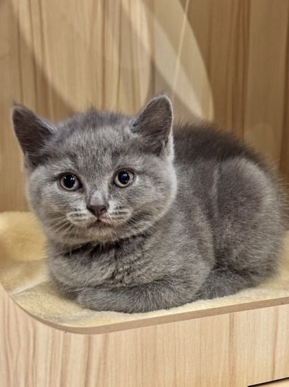 บริติช ชอร์ตแฮร์ (British Shorthair) British Shorthair