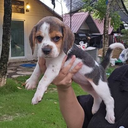 บีเกิล (Beagle) เล็ก ลูกสุนัขบีเกิ้ลเมีย แท้