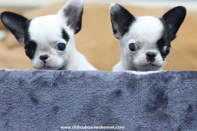 ชิวาวา (Chihuahua) เล็ก ชิวาวา ชิวาว่า chihuahua 