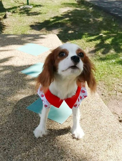 คาวาเลียร์ คิง ชาลส์ สแปเนียล (Cavalier King Charles Spaniel) เล็ก สา วน้อยคาวาเลียร์ คิง ชาลส์ สแปเนียล 