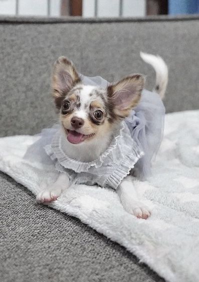 ชิวาวา (Chihuahua) เล็ก ชิวาวาขนยาวสีเมอเร่ กรุงเทพ น่ารัก รับประกันสุขภาพค่ะ