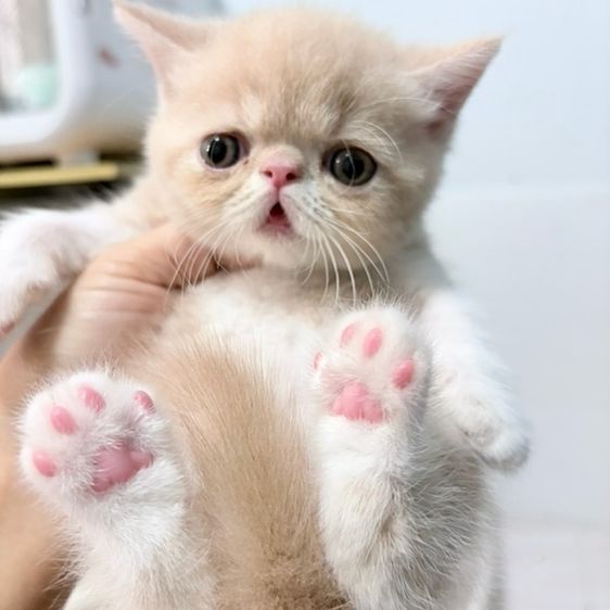 เอ็กโซติก ชอร์ตแฮร์ (Exotic Shorthair) exotic