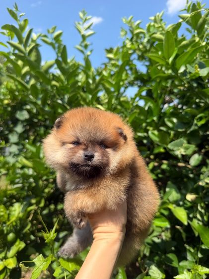 ปอมเมอเรเนียน (Pomeranian) เล็ก ปอมหมีๆ