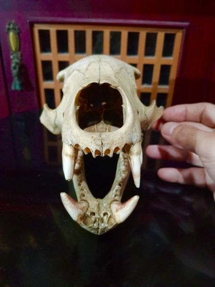 แท้เก่าโบราณขนาดใหญ่ รูปที่ 9