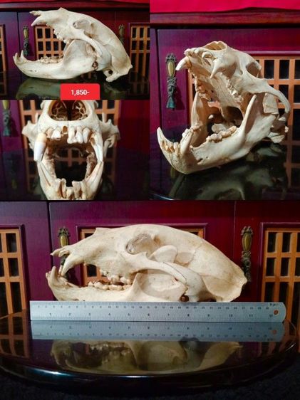 แท้เก่าโบราณขนาดใหญ่ รูปที่ 4