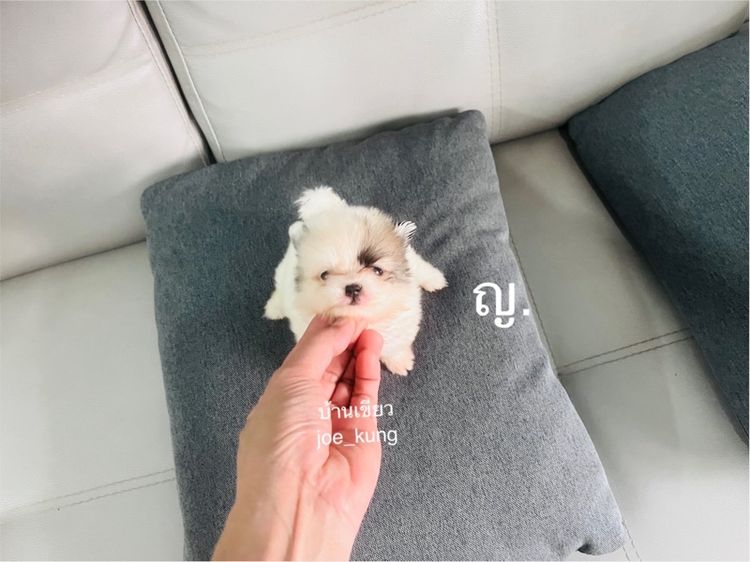 ปอมเมอเรเนียน (Pomeranian) เล็ก ปอมแท้ น่ารักมาก