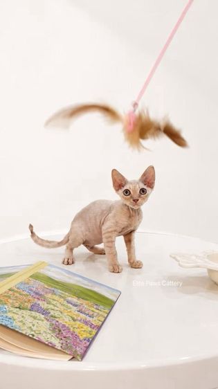 แมวพันธุ์  Devon Rex