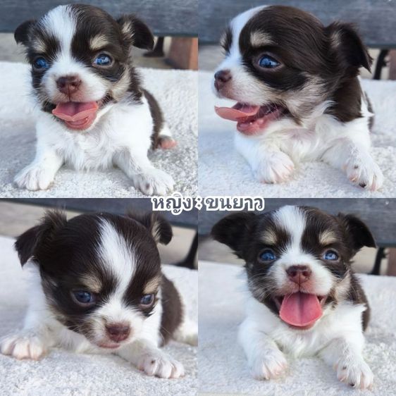 ชิวาวา (Chihuahua) กลาง ชิวาวา (ลายวัว)
