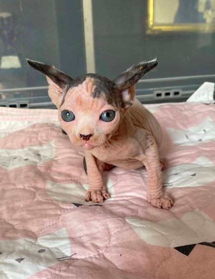 3.แมวสฟิงซ์ เพศเมีย Sphynx Cat Female รูปที่ 2