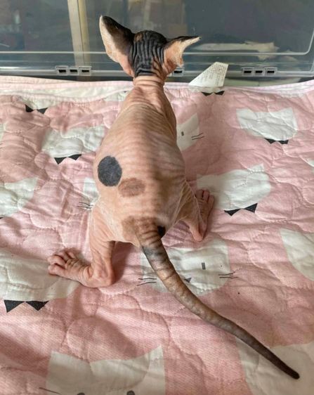 3.แมวสฟิงซ์ เพศเมีย Sphynx Cat Female รูปที่ 4