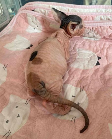 3.แมวสฟิงซ์ เพศเมีย Sphynx Cat Female รูปที่ 3