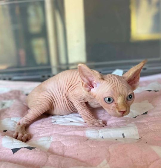 4.แมวสฟิงซ์ เพศผู้ Sphynx Cat Male